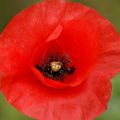 coquelicot