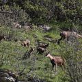 chamois suitées...YESSSS voici les petits...