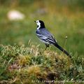 Bergeronnette grise (Motacilla alba) 