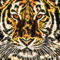 Světelný obraz tigra