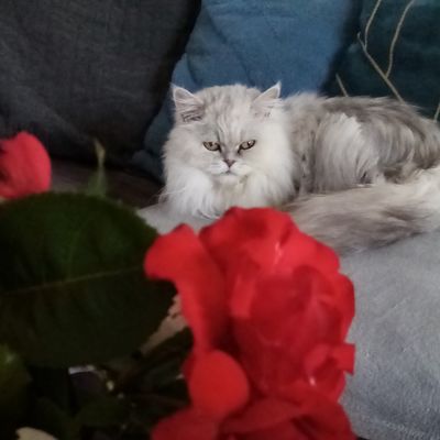 ♥   ADIEU MA DOUCE, MON AMOUR   ♥