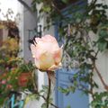 Rose d'OCTObre *