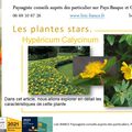 🌻 Hypéricum Calycinum par Paysagiste Pays Basque et Paysagiste Landes.