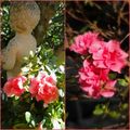 FLEURS D'HIVER