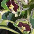 Pearls of rain pour Euphorbia characias 'Black Pearl' 