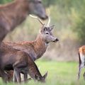 Beautés naturelles dans le Vexin normand: le passage d'une harde d'une centaine de cerfs filmée par un agriculteur...