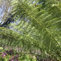 Arbre faisant la  roue