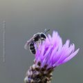 Abeille solitaire * Solitary bee