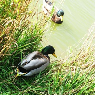 Canard Du Bord des Eaux