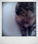 Lulu aime la couture