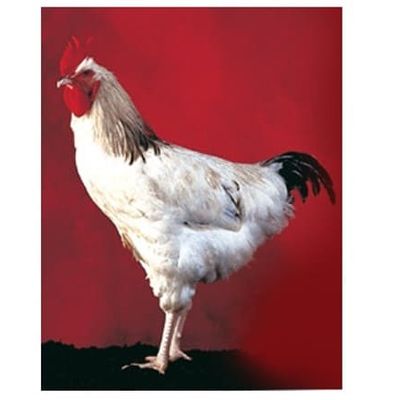 Le poulet bourbonnais. Croisement de terroir. En 1850.