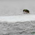 Promenade en vert , Coléoptère , curculionidae ?