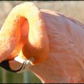 Torticoli de flamand rose...