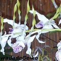 Les orchidophiles de Guadeloupe s'exposent