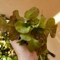 Un potager BIO sur mon balcon ... Premières récoltes