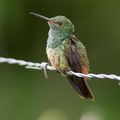 Colibri(s)