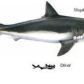 MEGALODON