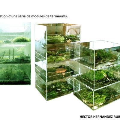 PHYTOTHEQUES REGIONALES D’ESPECES VEGETALES VIVANTES EN VOIE DE DISPARITION EN AUTO GERANCE (Essaies de recherches)