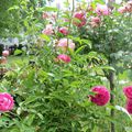 les journées de la rose à l'abbaye de Chaalis