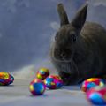 Le Lapin de Pâques 2025 de Mohican