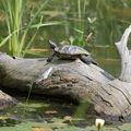 PARC ANIMALIER DE THOIRY : Une tortue au soleil