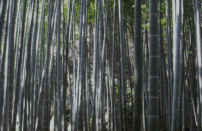 promenade dans les bambous