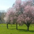 CERISIERS ROSES ET POMMIERS BLANCS