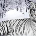 La tigresse blanche
