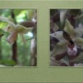 Une 8ème sorte d'orchidée sauvage sur le territoire de Châtel-Censoir avec le papillon Bergamote