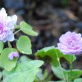 Anemonella thalictroides f rosea double pinkflowered