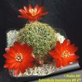 Sulcorebutia losenickyana WR 477