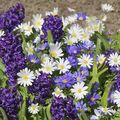 Anémone blanda & Hyacinth blue