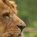 Profil de lion