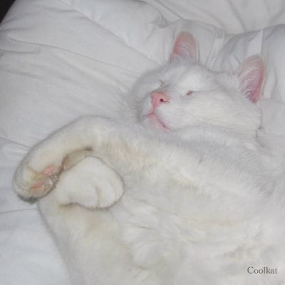 "Une chatte n'y retrouverait pas ses petits."