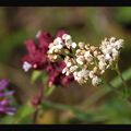 Quelques fleurs