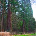 Paniel Heugh & Waterloo Monument, Borders