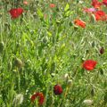 "gentils coquelicots mesdames ..gentils coquelicots nouveaux!!!!!!!"