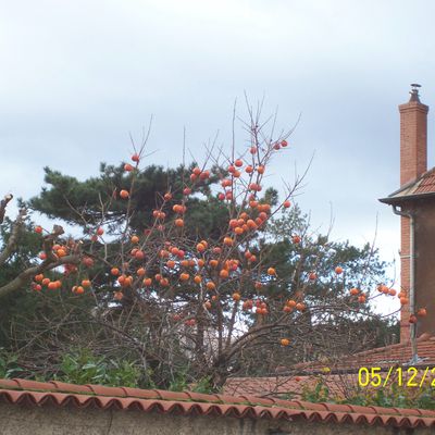 Kakiers / Plaqueminiers ou Néfliers à Montchat