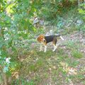 CANELLE LE PETIT BEAGLE