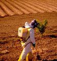 Pesticides : les risques confirmés pour les utilisateurs 