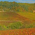 Vignes d'automne