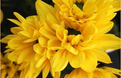 Fleurs du dimanche au mois d'Août