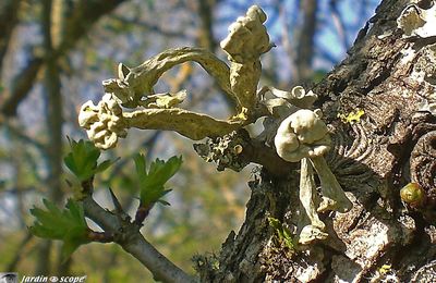 Des lichens hôtes d'arbre en situation très ensoleillée...