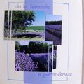 les lavandes de forcalquier(été 2007)