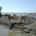 Beau temps sur la camargue