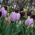 Tulipa 'Synaeda Amor et Tulipa 'Queen of de Night'