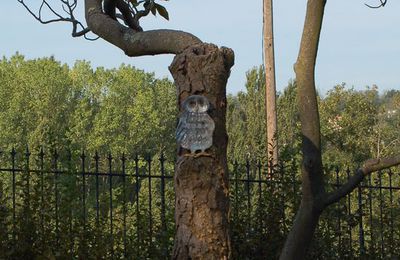 De nouveaux oiseaux dans le parc