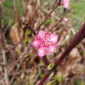 🏡 Au jardin (5) : taille long, taille court, mais taille toujours....