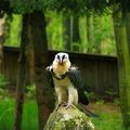 Gypaète barbu au PUY DU FOU 