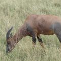 Antilope Topi - Afrique de l'Est